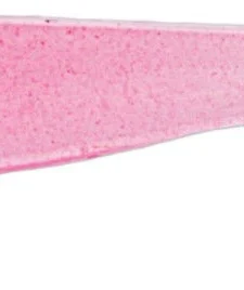 Z-Man Slim SwimZ 2 1/2 Inch Soft Plastic Paddle Tail Swimbait 8 Pack -Daiwa || Z-Man || Shimano Sales Store 12565994897463