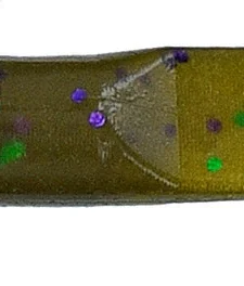 Gary Yamamoto Swim Senko 4 Inch Paddle Tail Worm 10 Pack 14 Gary Yamamoto Swim Senko 4 Inch Paddle Tail Worm 10 Pack -Daiwa || Z-Man || Shimano Sales Store 31S 10 301