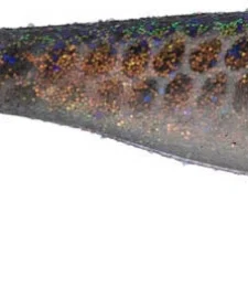 Big Bite Baits Suicide Shad 3 1/2 Inch Paddle Tail Swimbait 5 Pack -Daiwa || Z-Man || Shimano Sales Store 35SWTM 06