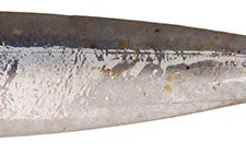 Keitech Easy Shiner 3.5 Inch Paddle Tail Swimbait 23 Keitech Easy Shiner 3.5 Inch Paddle Tail Swimbait -Daiwa || Z-Man || Shimano Sales Store 40081285873753