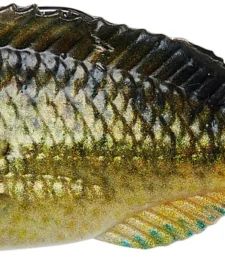 Savage Gear Structure Gill Swimbait 9 Savage Gear Structure Gill Swimbait -Daiwa || Z-Man || Shimano Sales Store 40090735968345