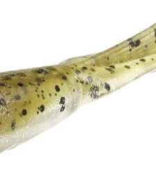 13 Fishing My Name Is Jeff 4 Inch Paddle Tail Swimbait 5 Pack 15 13 Fishing My Name Is Jeff 4 Inch Paddle Tail Swimbait 5 Pack -Daiwa || Z-Man || Shimano Sales Store 8 Cinnamon Toast 0d45fae6 cf7c 4fbd ba71 a0ca6a5a2f35