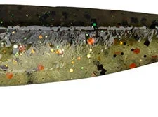 Keitech Easy Shiner 3 Inch Soft Paddle Tail Swimbait 39 Keitech Easy Shiner 3 Inch Soft Paddle Tail Swimbait -Daiwa || Z-Man || Shimano Sales Store ES.423 perch 95e1e840 fbf0 43a1 8346 751f862eb9c6