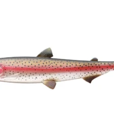 Westin HypoTeez ST Soft Paddle Tail Swimbait -Daiwa || Z-Man || Shimano Sales Store s l1600 34d2bc70 50ba 4ac9 bda1 89b0538dd354