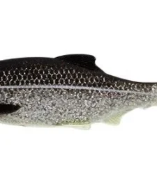 Westin Ricky The Roach 2 3/4 Inch Soft Paddle Tail Swimbait 5 Pack