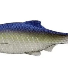 Westin Ricky The Roach 2 3/4 Inch Soft Paddle Tail Swimbait 5 Pack 11 Westin Ricky The Roach 2 3/4 Inch Soft Paddle Tail Swimbait 5 Pack -Daiwa || Z-Man || Shimano Sales Store s l1600 56ad4e80 5c10 48db 966a d485e4fb99fc