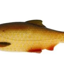 Westin Ricky The Roach 2 3/4 Inch Soft Paddle Tail Swimbait 5 Pack 15 Westin Ricky The Roach 2 3/4 Inch Soft Paddle Tail Swimbait 5 Pack -Daiwa || Z-Man || Shimano Sales Store s l1600 5da73f45 ee26 4f3c 9294 e1e9a25eb1f1