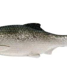 Westin Ricky The Roach 2 3/4 Inch Soft Paddle Tail Swimbait 5 Pack 13 Westin Ricky The Roach 2 3/4 Inch Soft Paddle Tail Swimbait 5 Pack -Daiwa || Z-Man || Shimano Sales Store s l1600 6d3bd13e 4930 4f7d 89bb d333266110e8