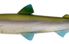 Westin HypoTeez ST Soft Paddle Tail Swimbait -Daiwa || Z-Man || Shimano Sales Store s l500 315d7781 2f3c 4d2c 9192 fdcc8d5c7ca7