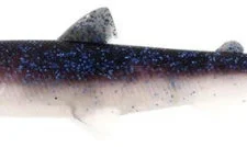 Westin HypoTeez ST Soft Paddle Tail Swimbait -Daiwa || Z-Man || Shimano Sales Store s l500 d75a2607 4dff 41ae 8335 4244ad38c27d